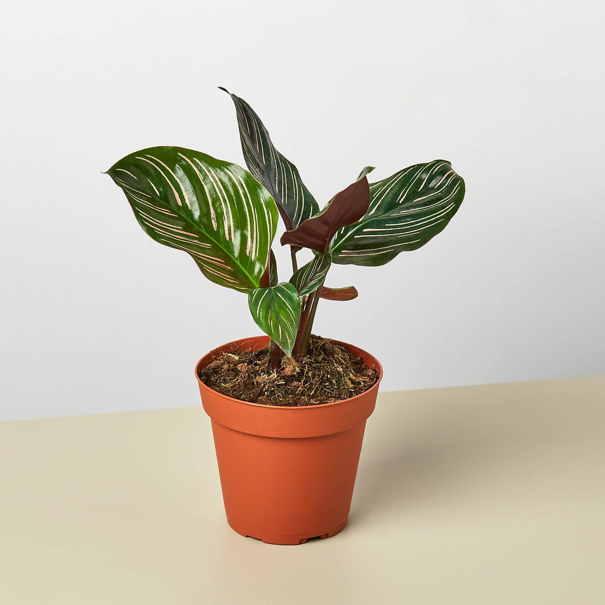 Calathea Ornata pinstripe