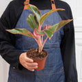 Chinese Evergreen 'Red Siam', view 2