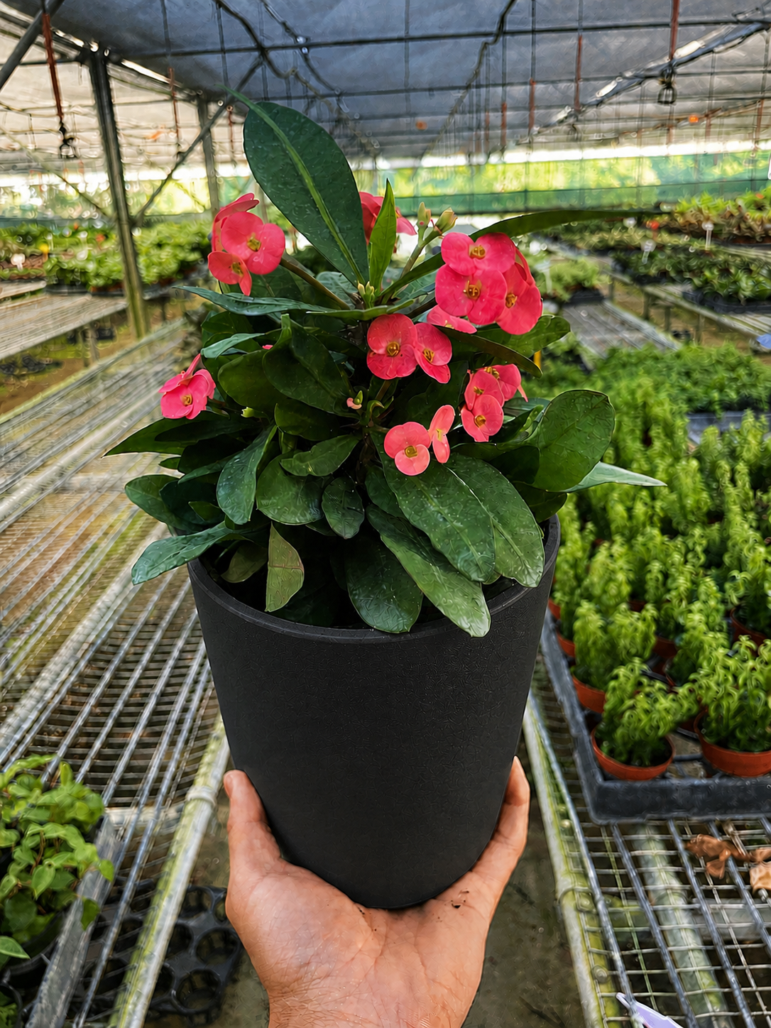 Crown of Thorns, view 9
