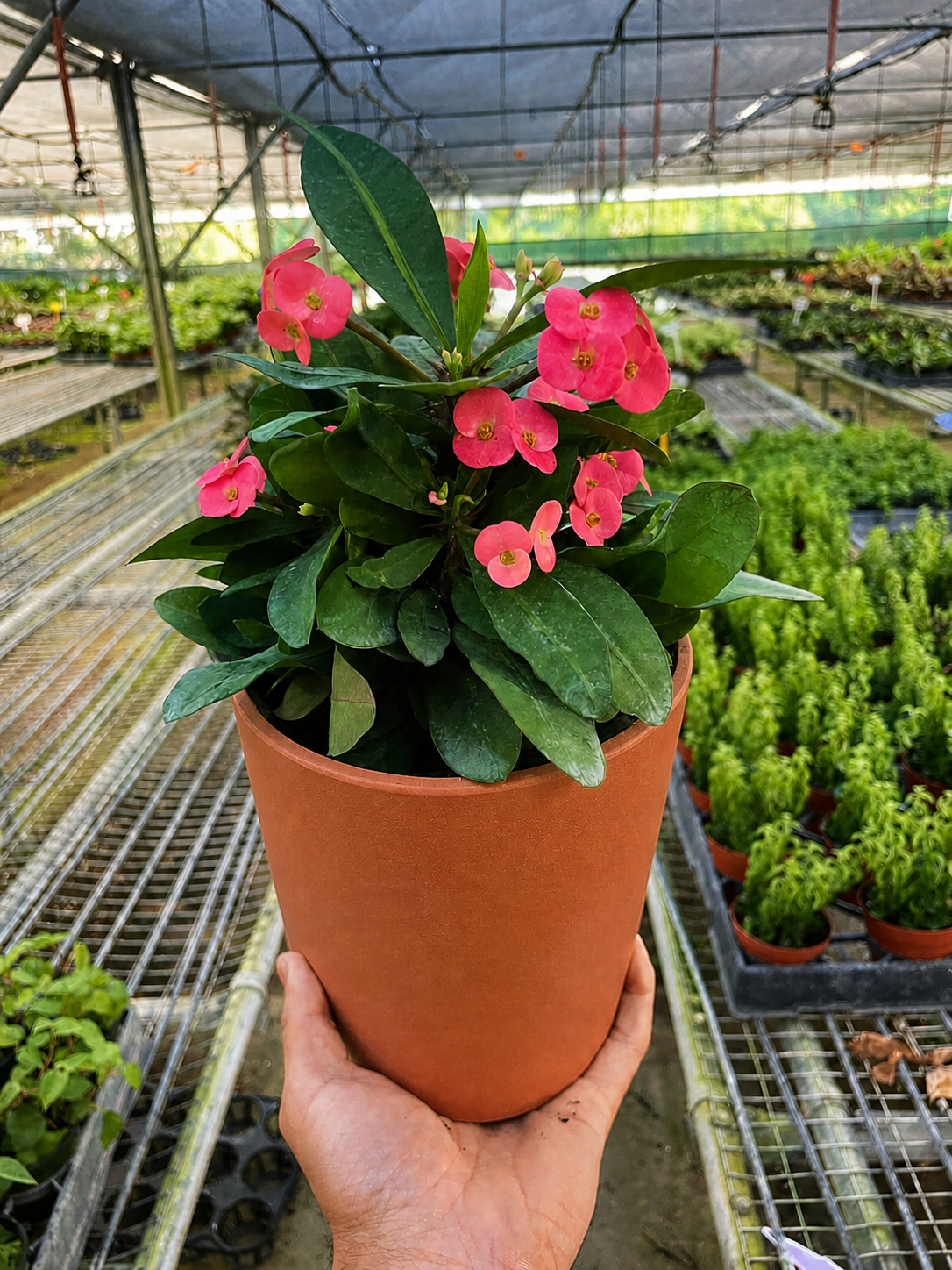 Crown of Thorns, view 8