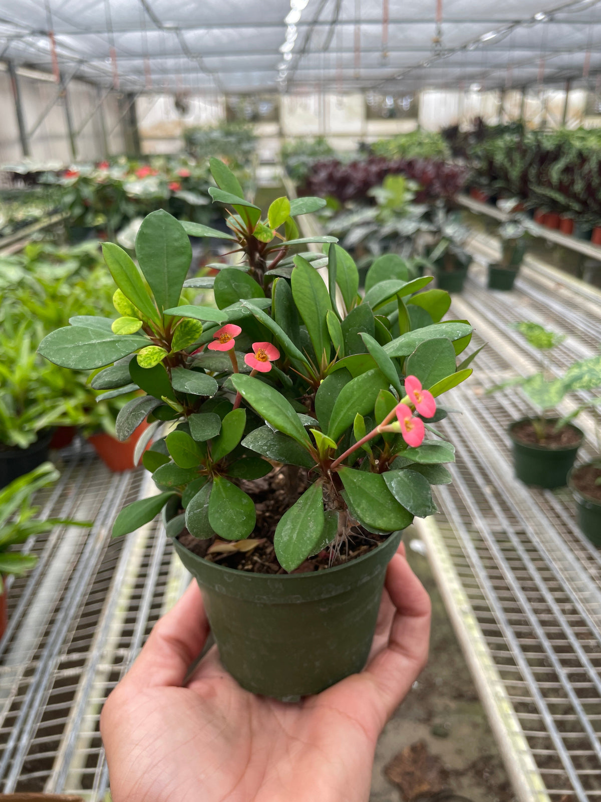 Crown of Thorns, view 5