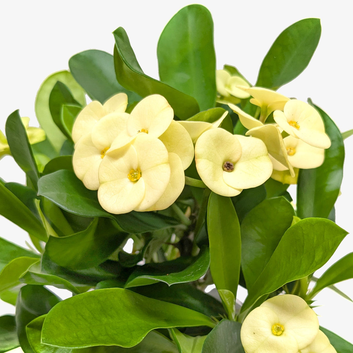 Crown of Thorns, view 2
