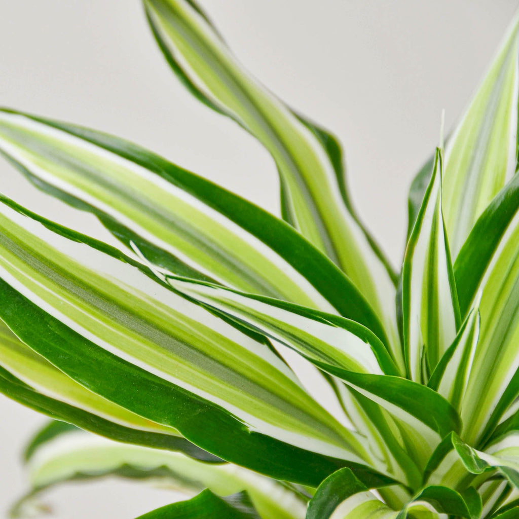 Dracaena 'Malaika', view 2