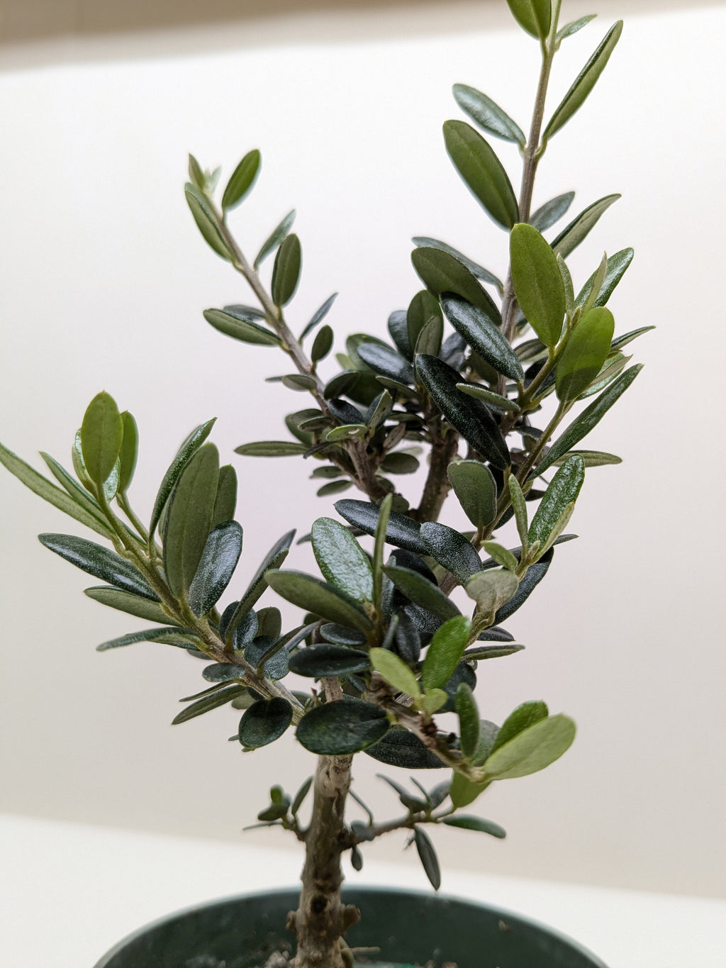 Common olive tree Olea europaea, view 2