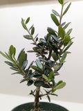 Common olive tree Olea europaea, view 2
