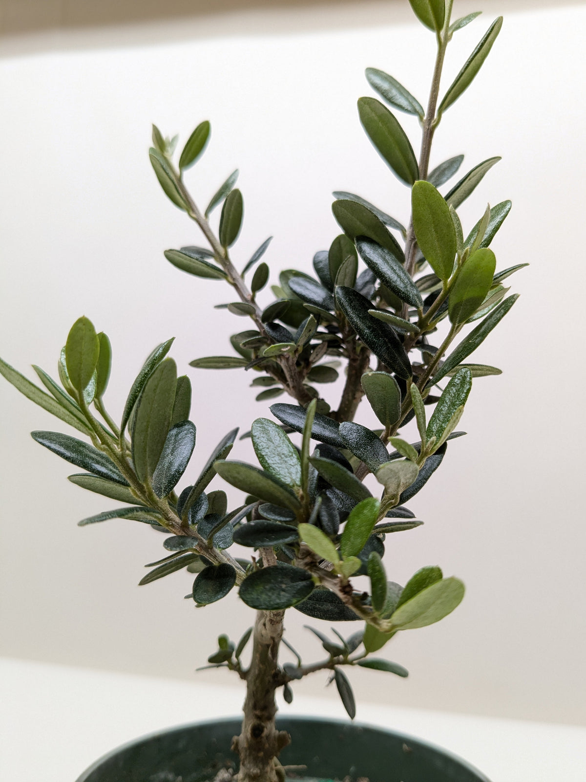 Common olive tree Olea europaea, view 2