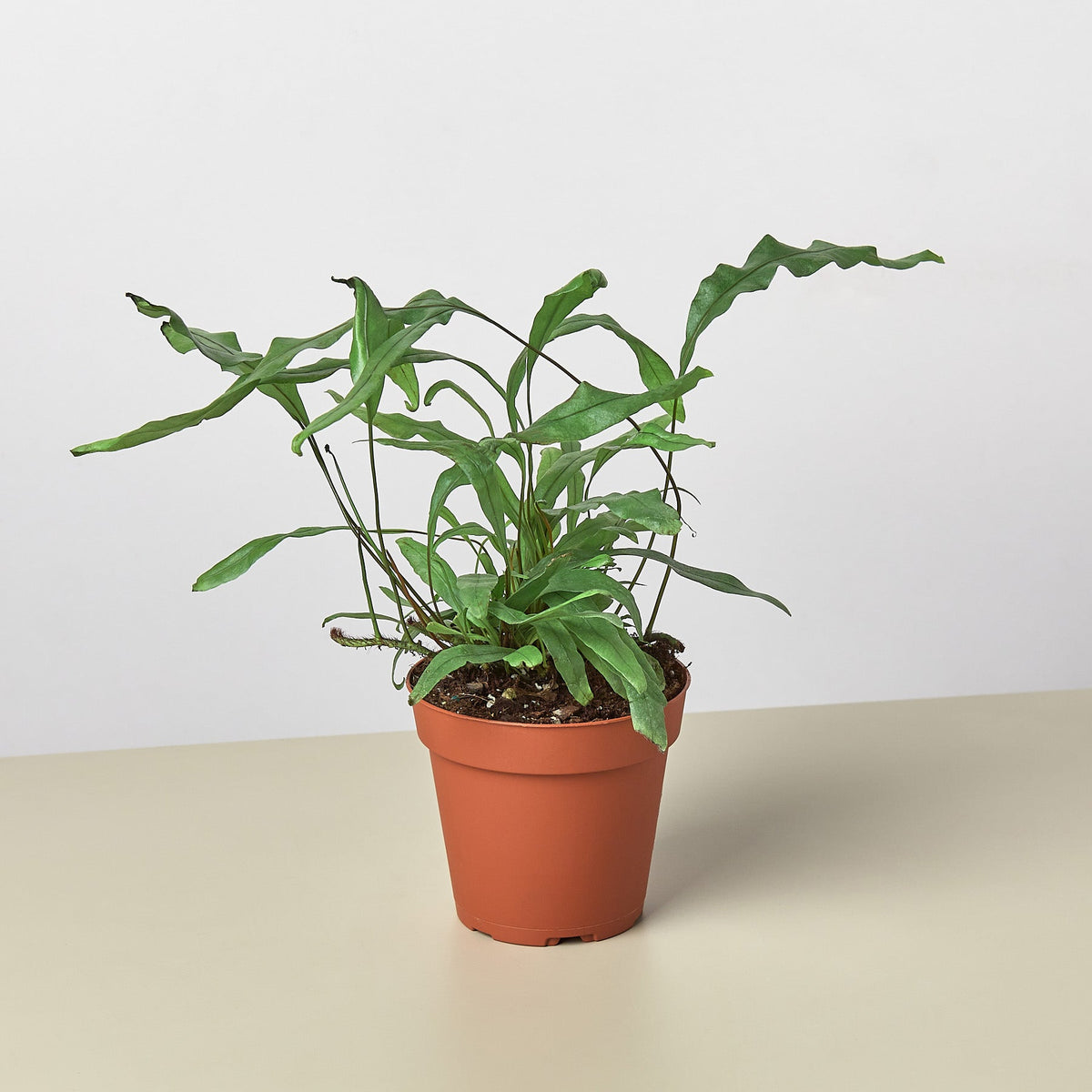 Fern 'Kangaroo Paw', view 2