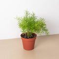 Fern 'Sprengeri', view 2