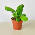 Fiddle leaf fig Ficus lyrata