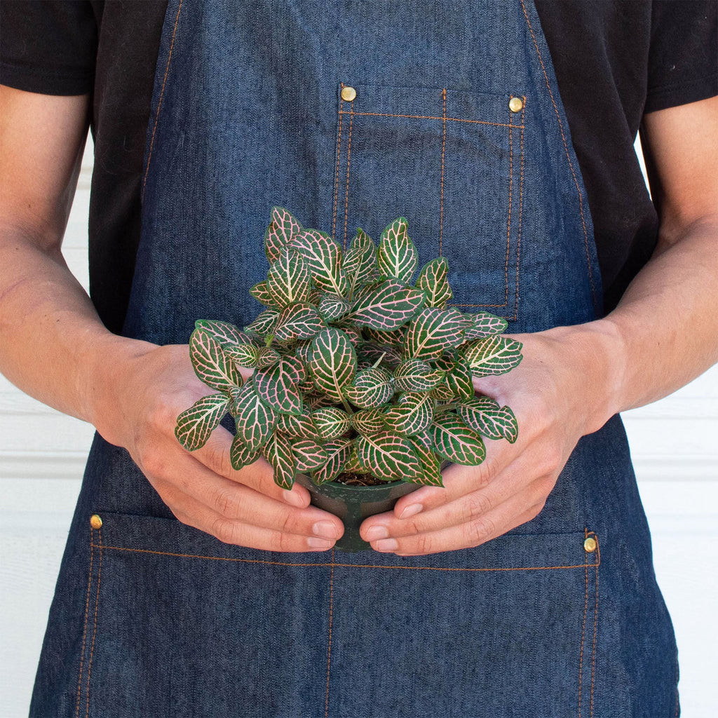 Fittonia 'Pink', view 3
