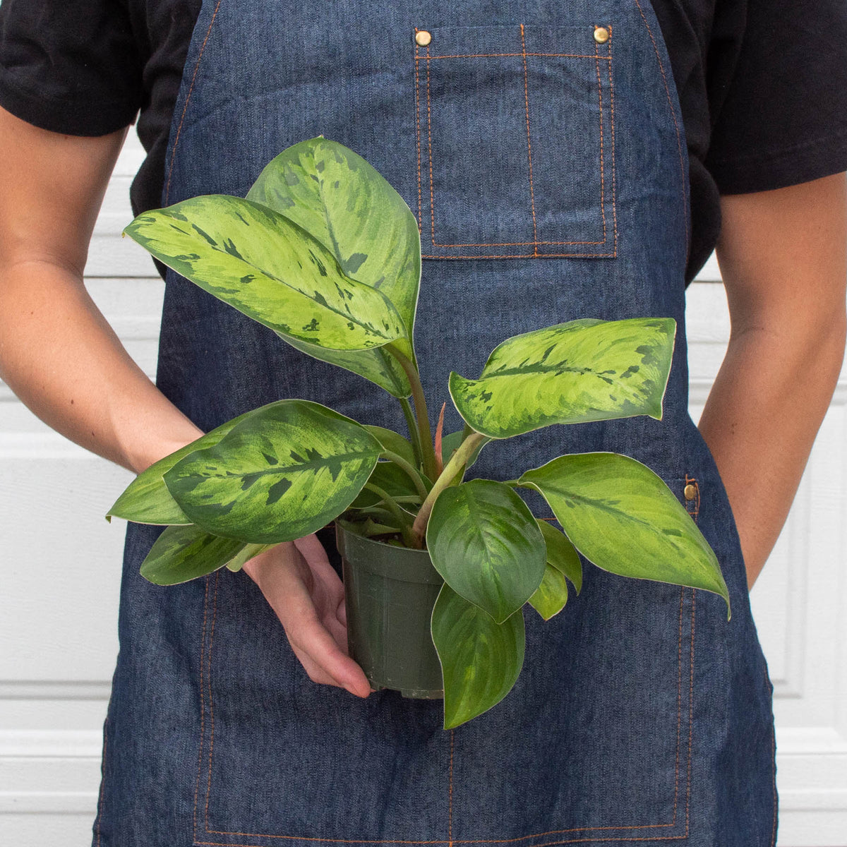 Homalomena 'Selby', view 2