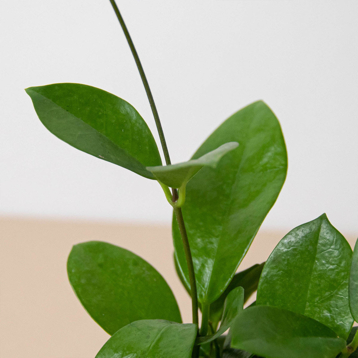 Hoya 'Australis', view 2