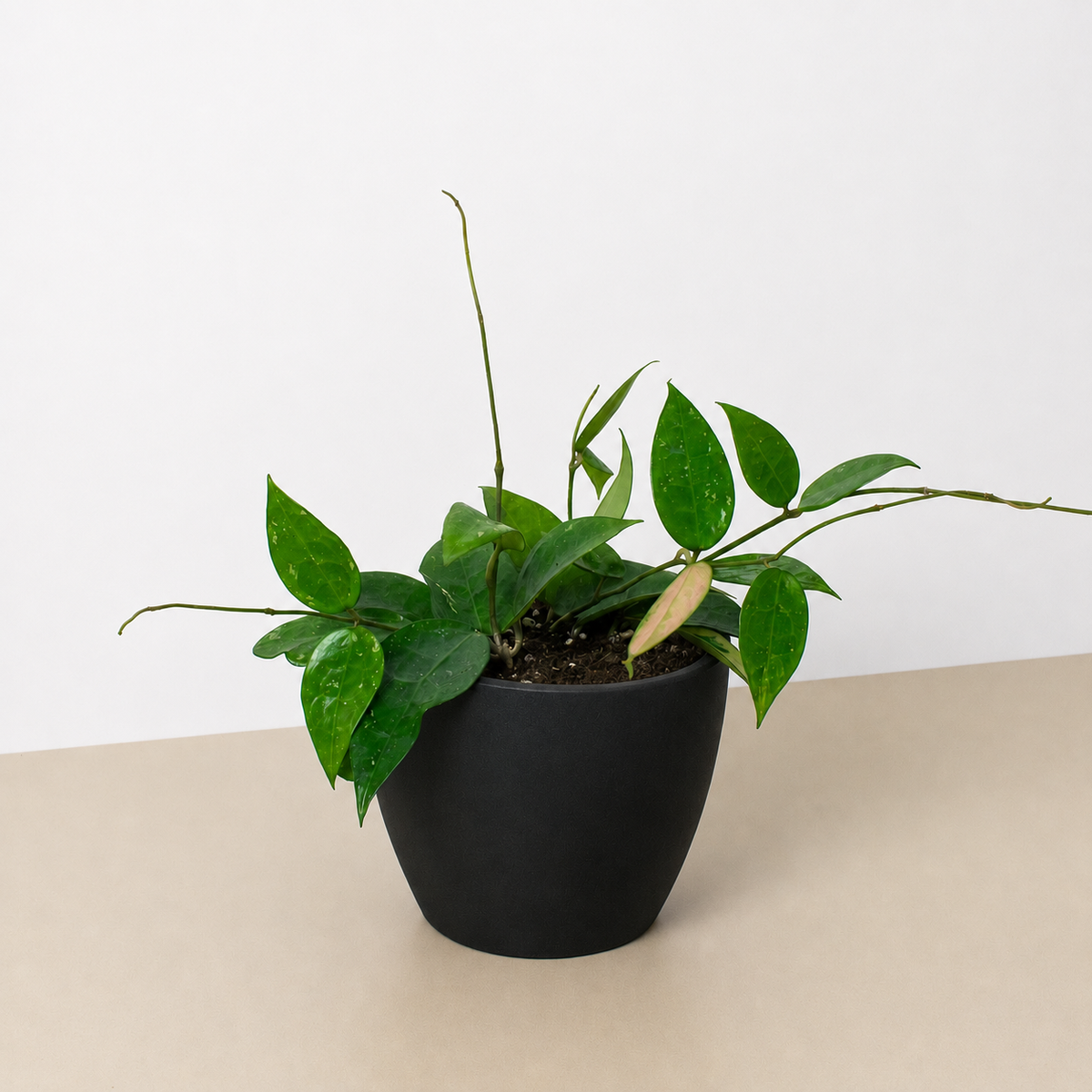 Hoya 'Black Margin', view 3