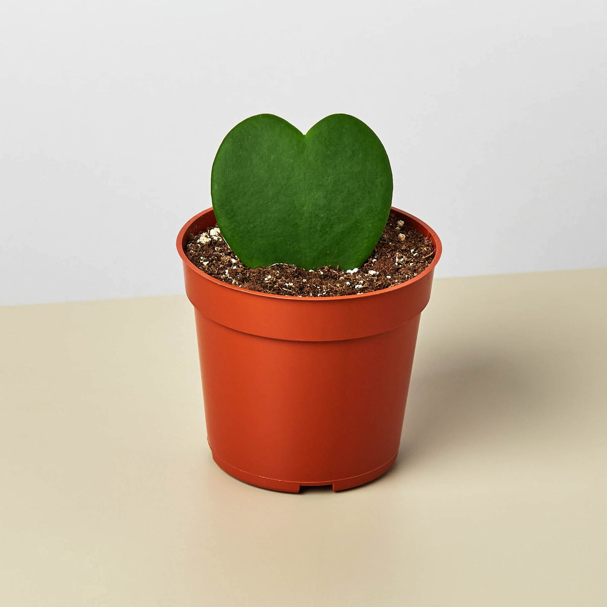 Hoya kerrii sweetheart plant