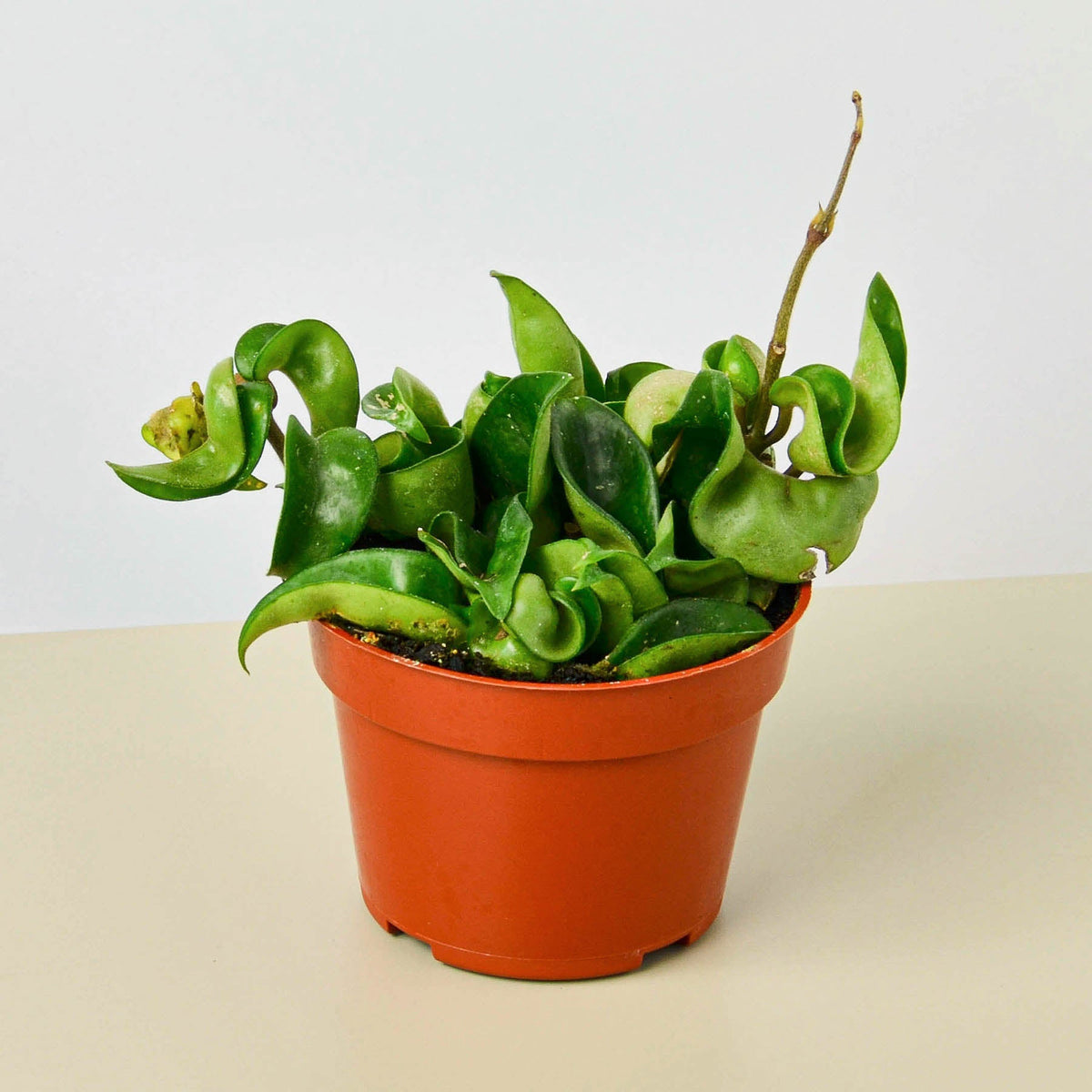 Hoya rope plant Hindu rope