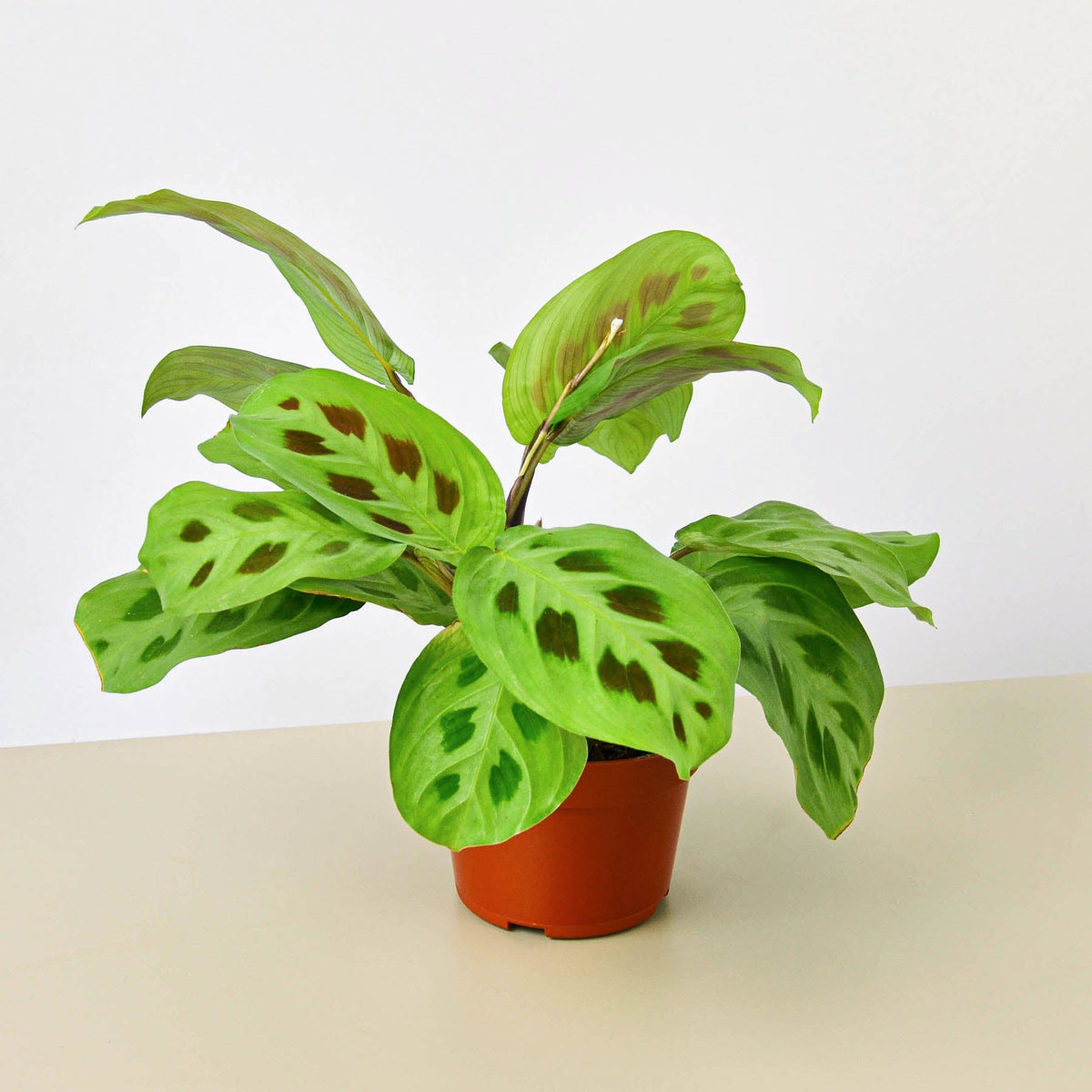 Maranta leuconeura prayer plant