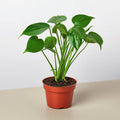 Monstera deliciosa split-leaf plant