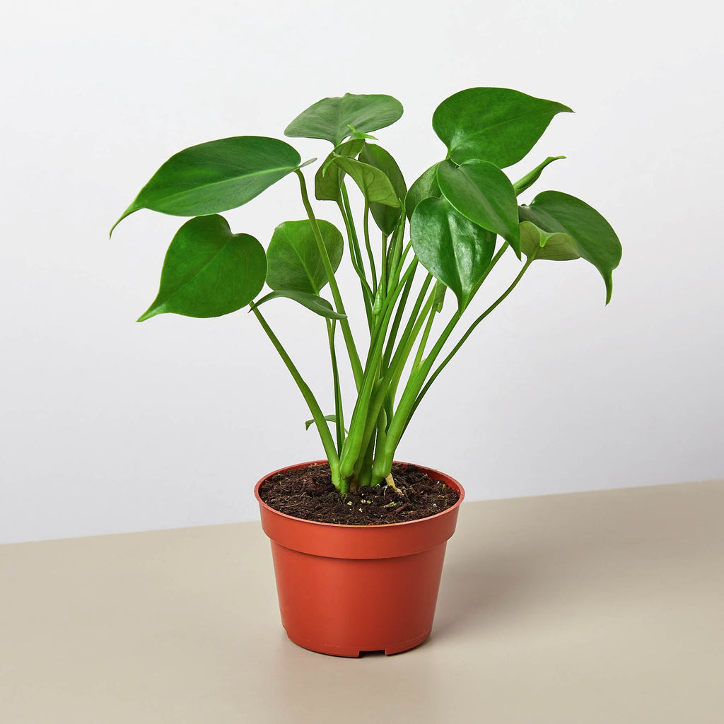 Monstera Bundle, view 2
