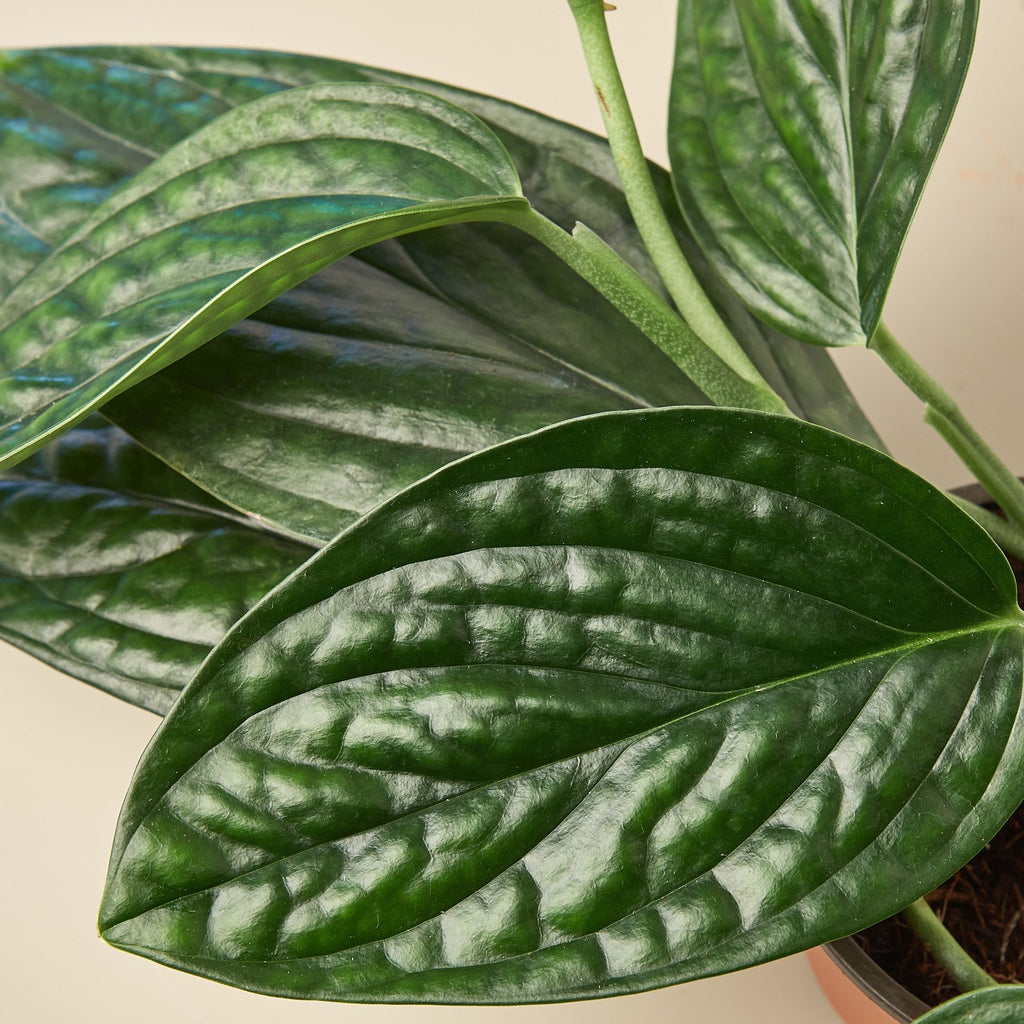 Monstera 'Peru', view 2