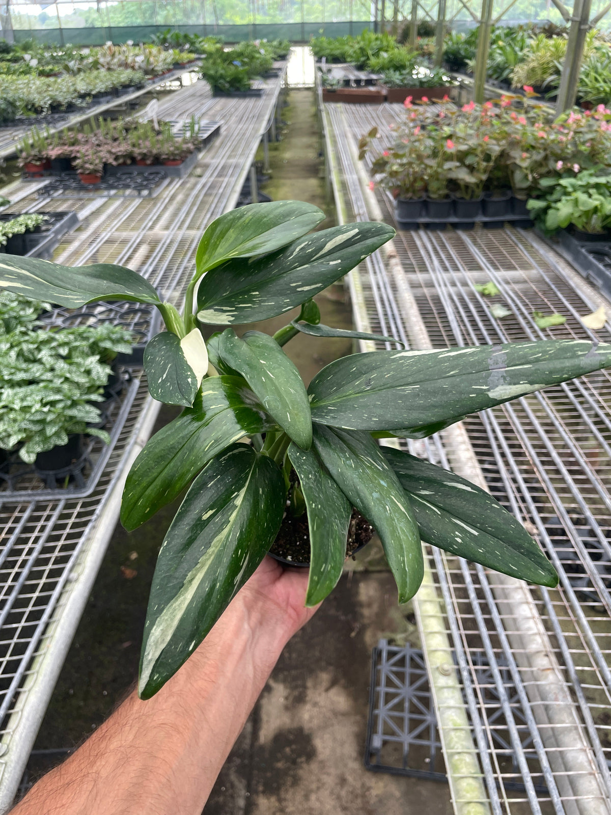 Monstera 'Standeleyana Albo Variegated', view 2