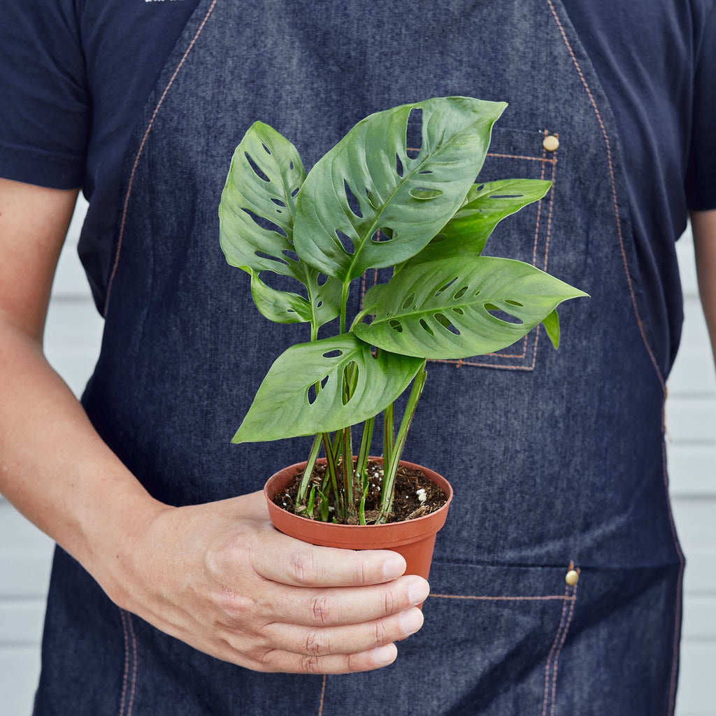 Monstera adansonii Swiss cheese vine, view 3