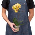 Orchid 'Yellow Phalaenopsis', view 2
