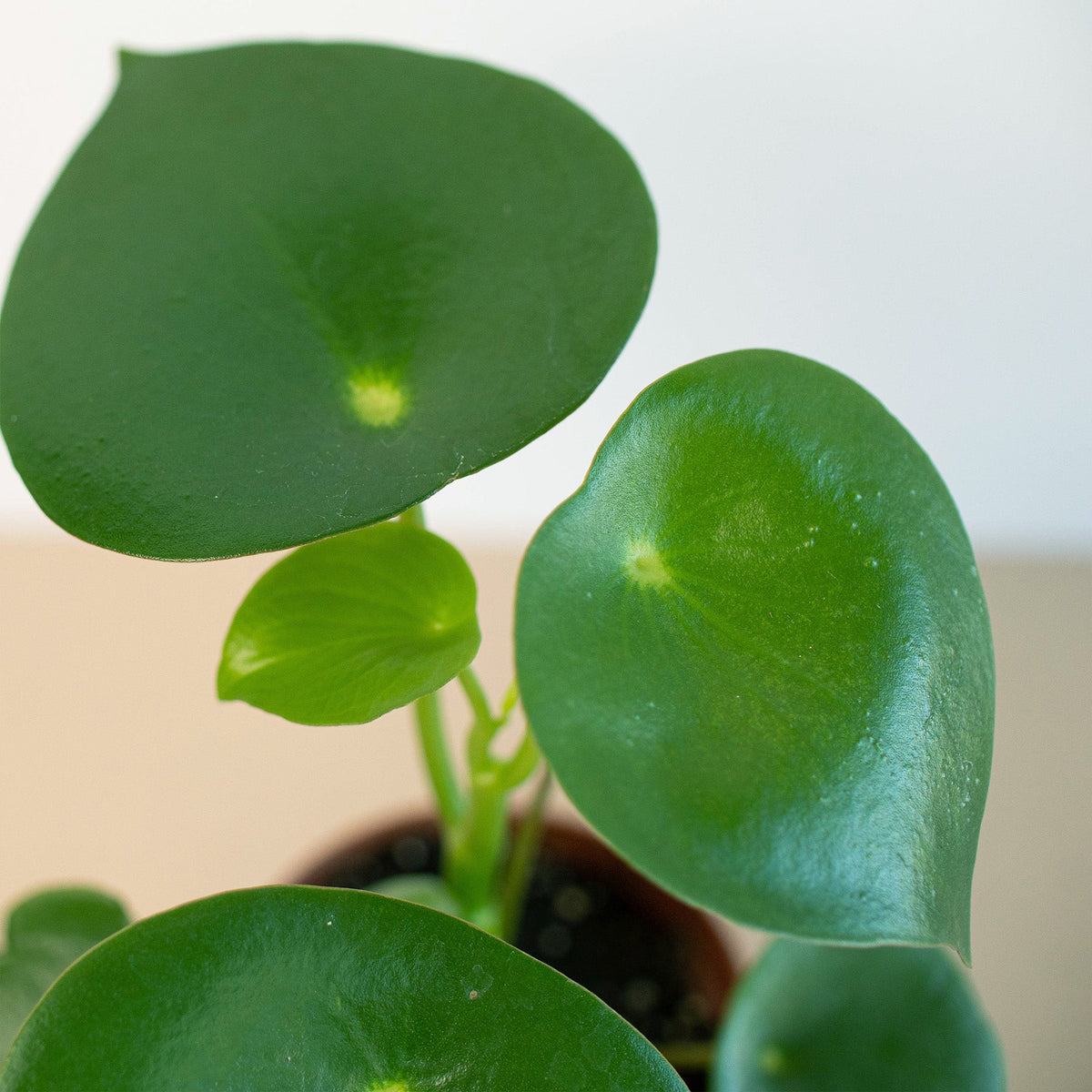 Peperomia 'Raindrop', view 2