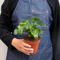 Philodendron 'Atom', view 2