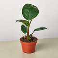 Philodendron 'Congo Rojo', view 2