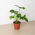 Philodendron 'Goeldii', view 2