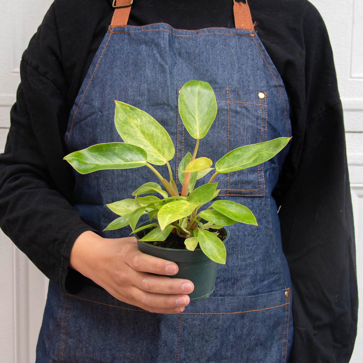 Philodendron 'Painted Lady', view 2