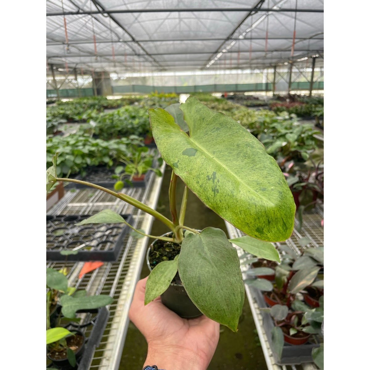 Philodendron 'Paraiso Verde', view 2