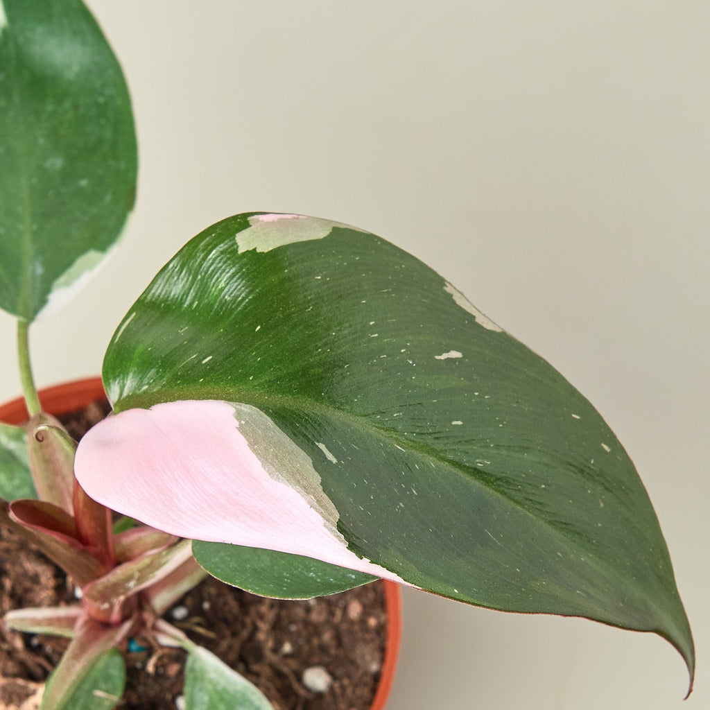 Philodendron Pink Princess, view 2