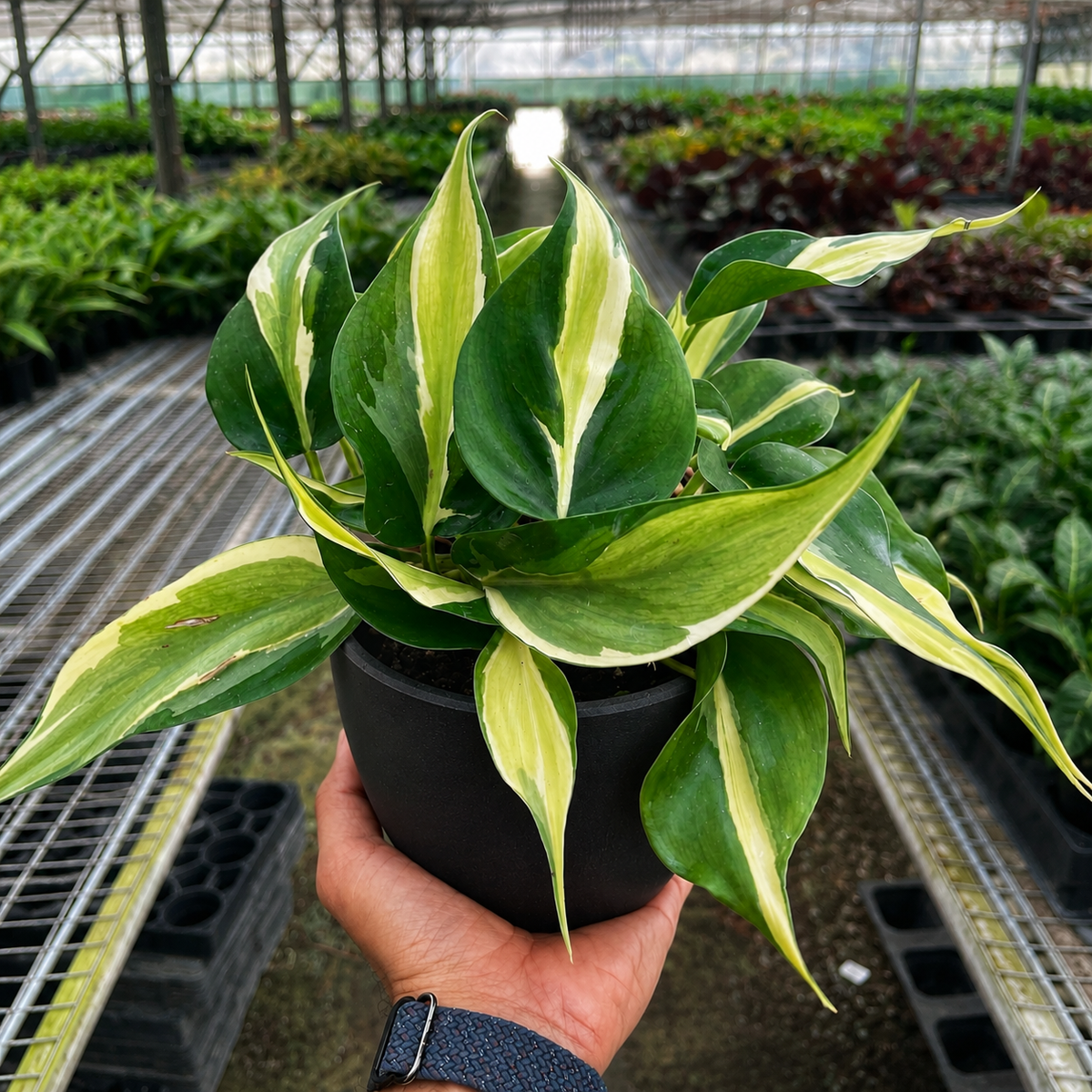Philodendron Silver Stripe, view 3