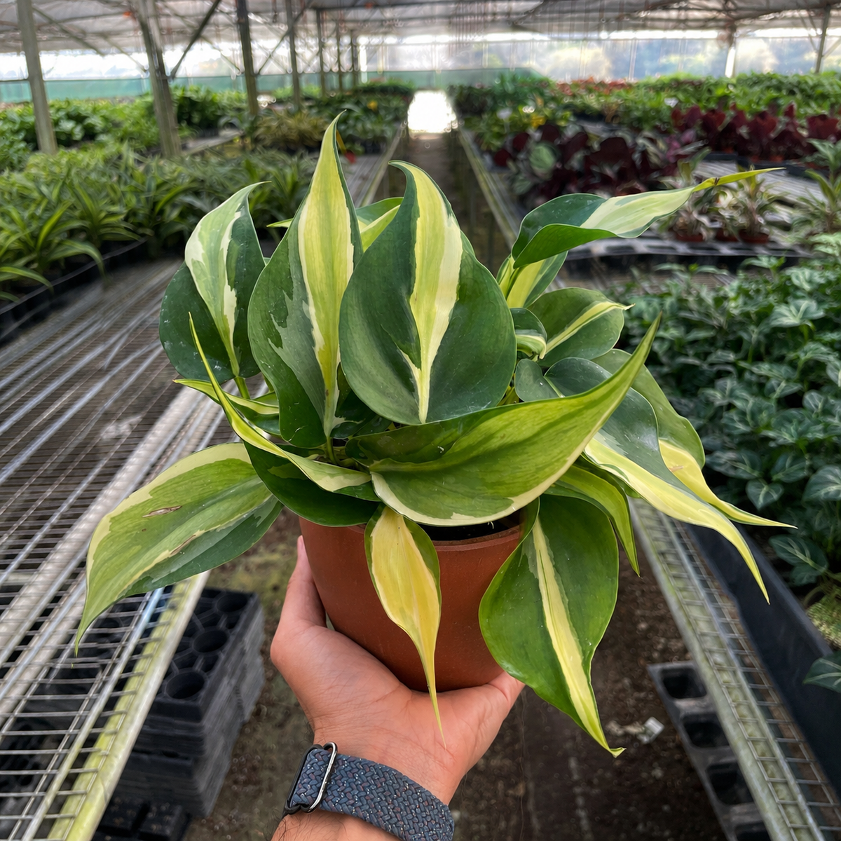 Philodendron Silver Stripe, view 6