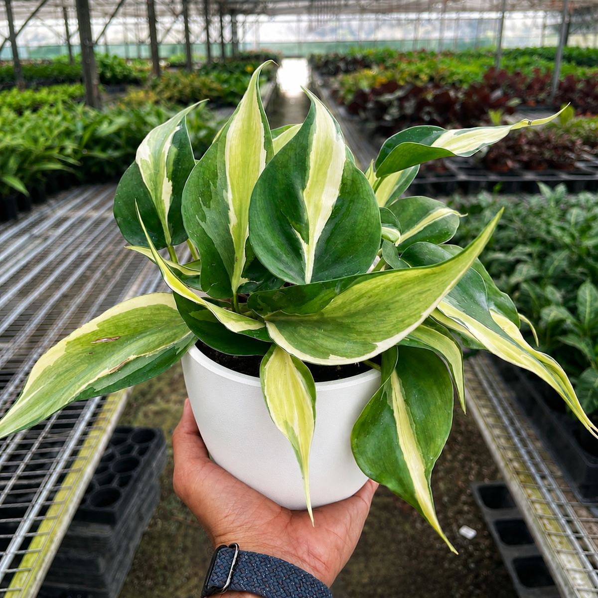 Philodendron Silver Stripe, view 5