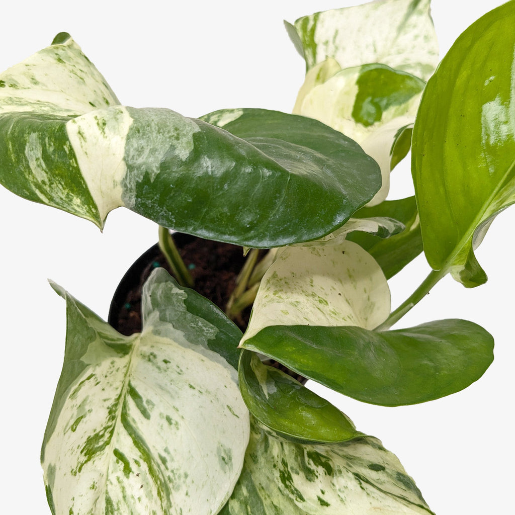 Pothos Manjula, view 2