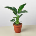 Philodendron 'Congo Green', view 2