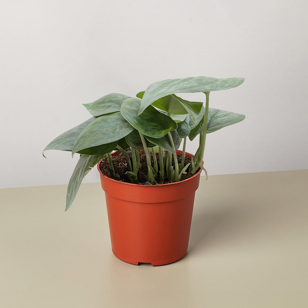 Scindapsus Platinum Java