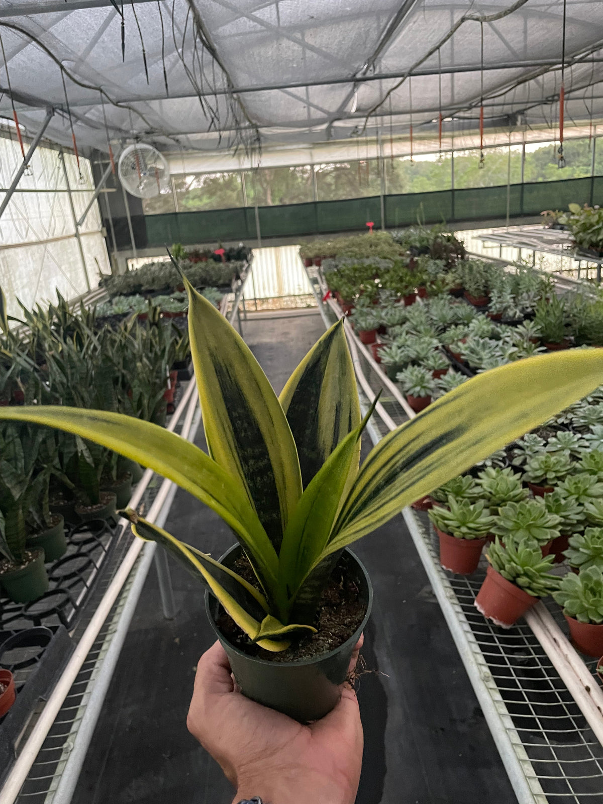 Snake Plant 'Gold Flame', view 2