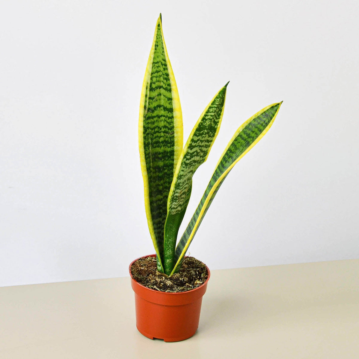 Snake Plant Laurentii, view 2