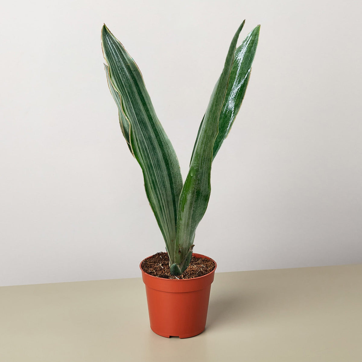 Snake Plant 'Sayuri', view 2