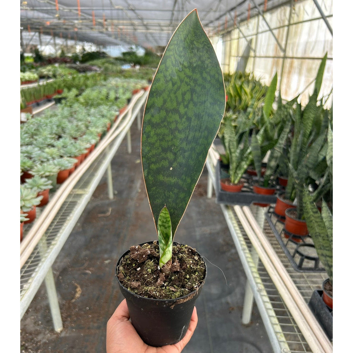 Shark Fin Snake Plant, view 2