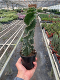 Cereus forbesii 'Spiralis', view 2