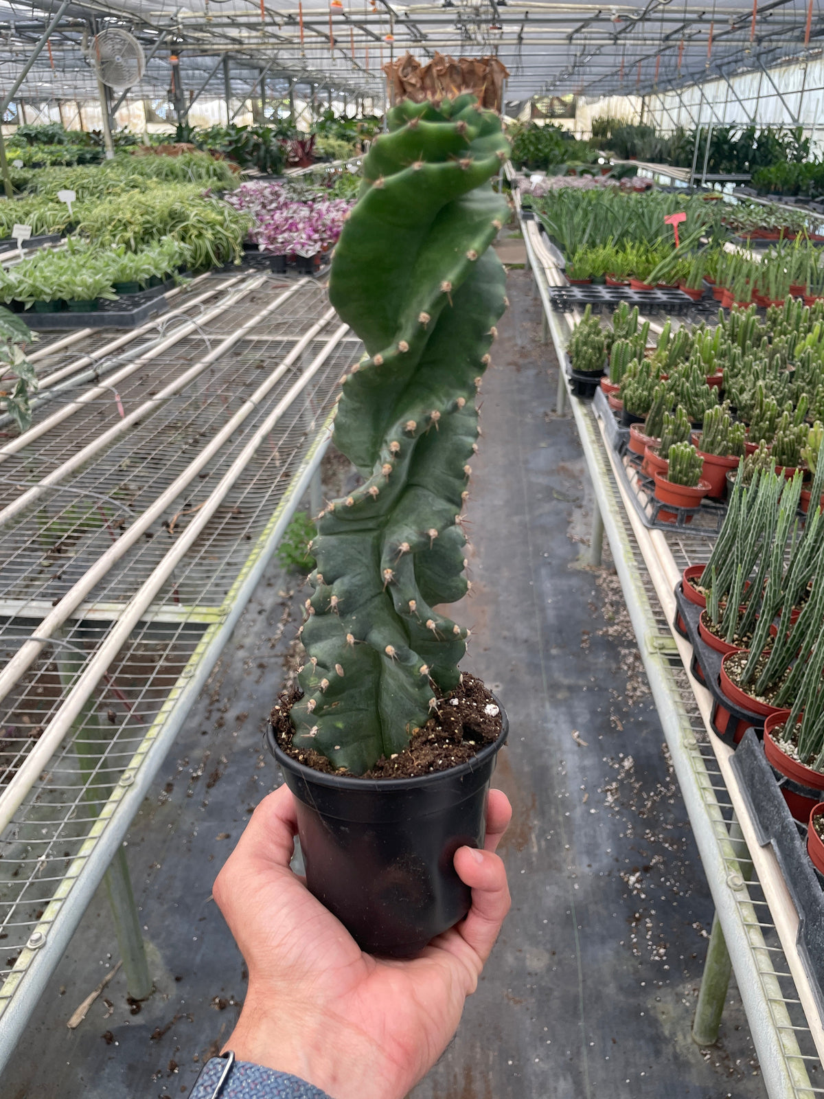 Cereus forbesii 'Spiralis', view 2
