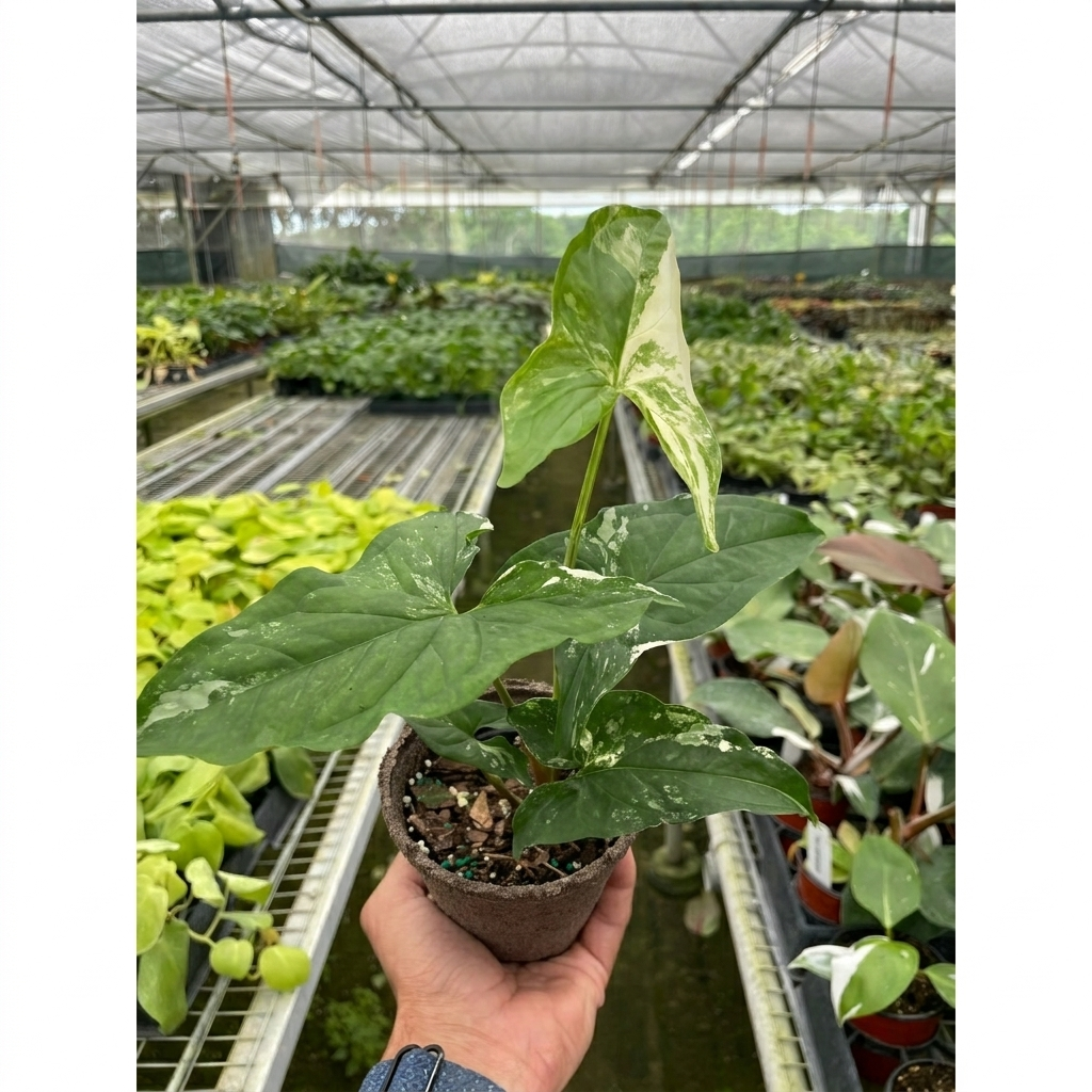 Syngonium 'Albo Variegata', view 3
