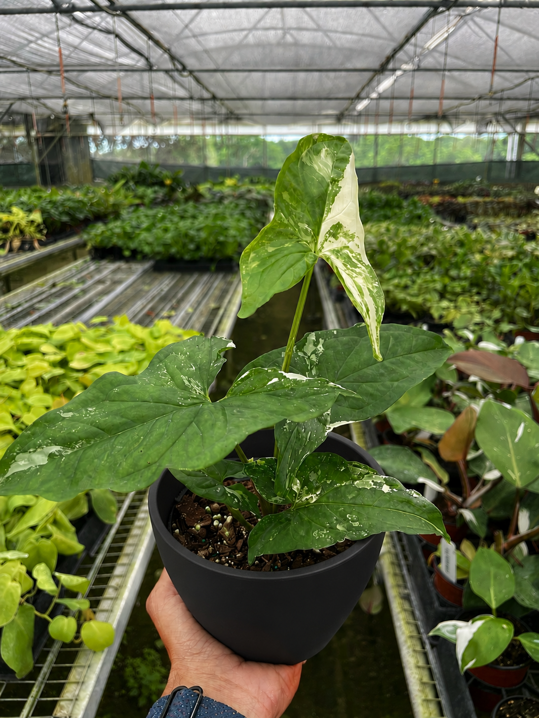 Syngonium 'Albo Variegata', view 4