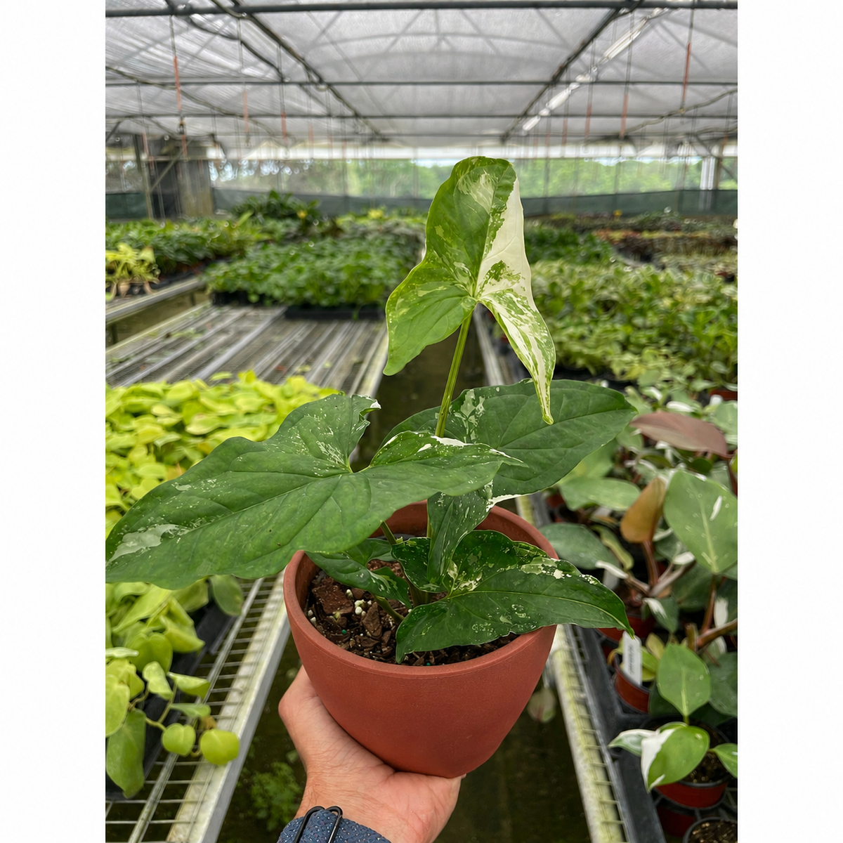 Syngonium 'Albo Variegata', view 2