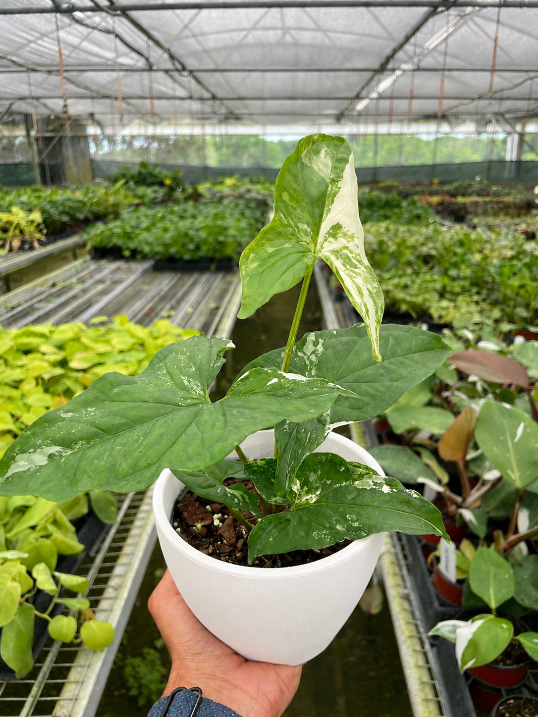 Syngonium 'Albo Variegata', view 5