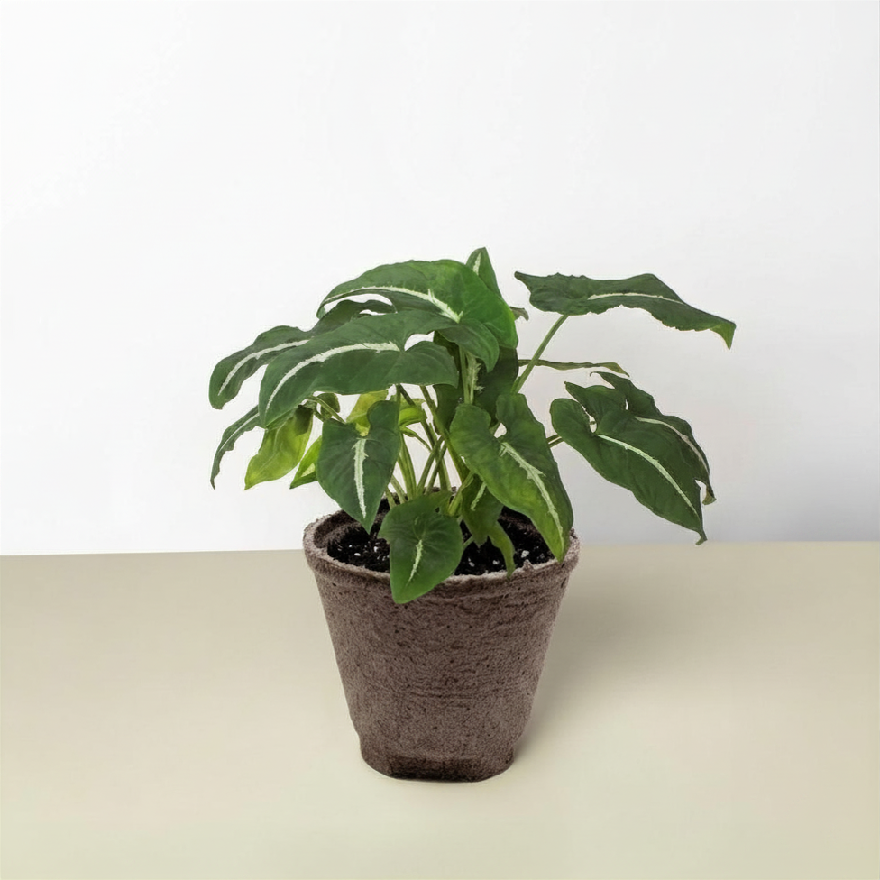 Syngonium wendlandii 'Black Velvet', view 2